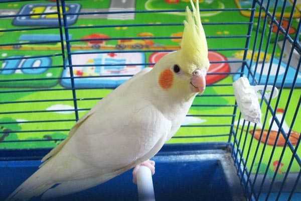 птица в вольере