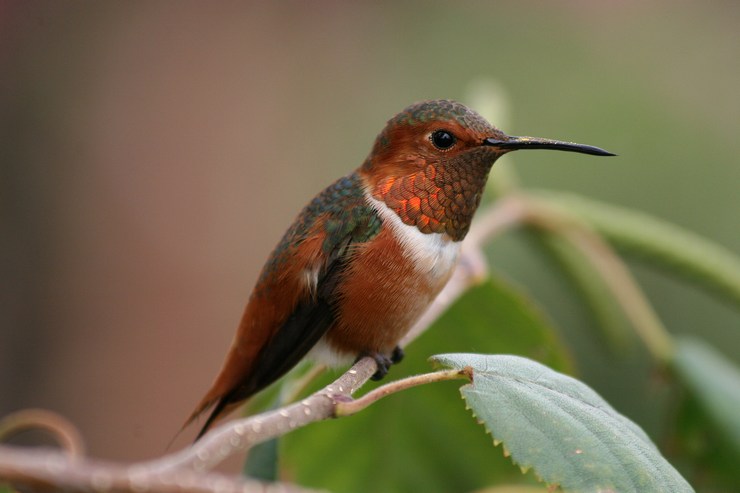 Охристый колибри