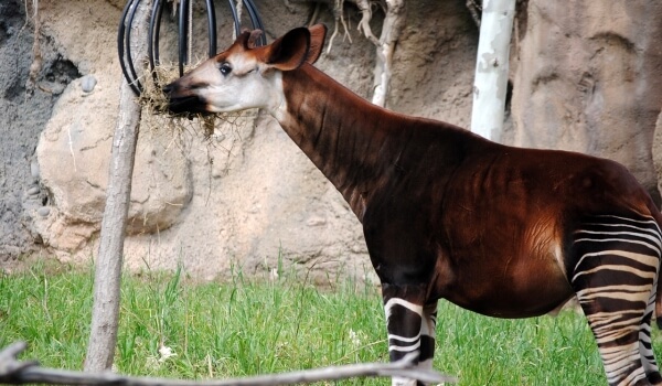 Фото: Окапи - лесной жираф