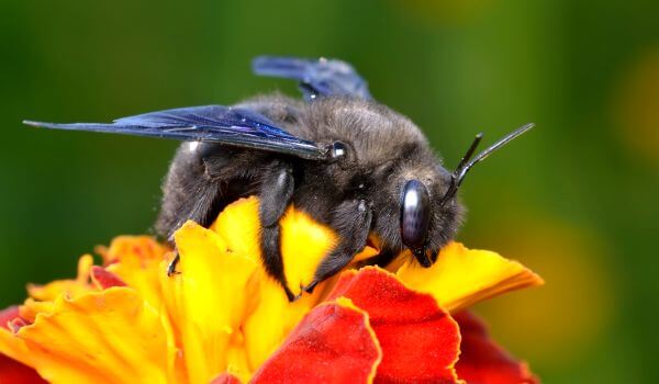 Фото: Красная книга Пчелы Карпентера