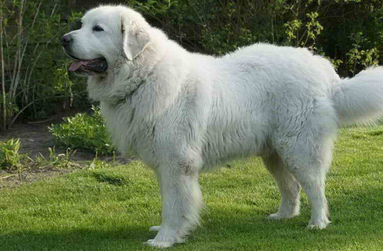 польская подгалянская овчарка