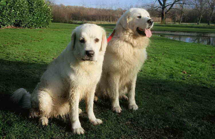 польская подгалянская овчарка фото