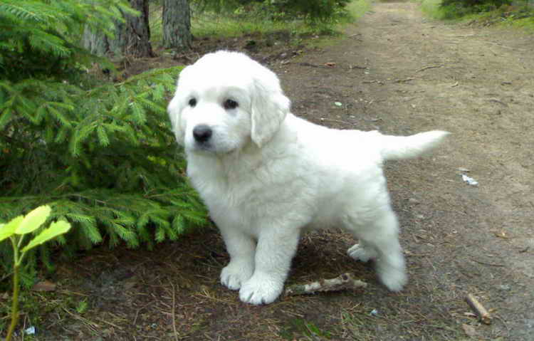 польская подгалянская овчарка описание породы