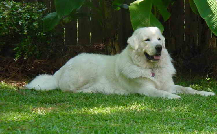 польская овчарка подгалянская цена