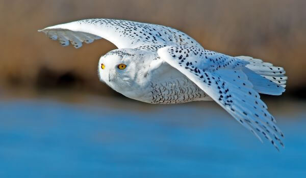 Фото: Белая сова в полете