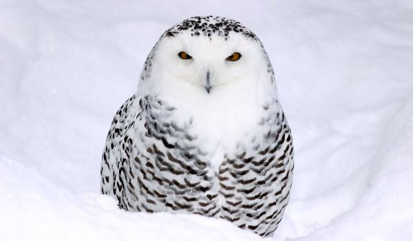 Фото: Белая сова в тундре