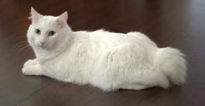 Белый бобтейл