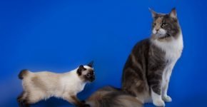 Скиф-той-боб в сравнении с большой кошкой