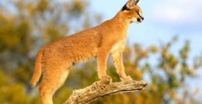 Каракал на ветке