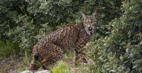 Пиренейская рысь