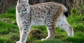 Обыкновенная рысь