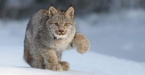 Канадская рысь