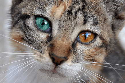 Охос азулес с разноцветными глазами