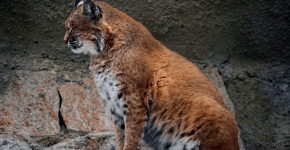 Красная рысь