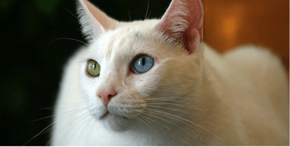 Као мани смотрит вверх