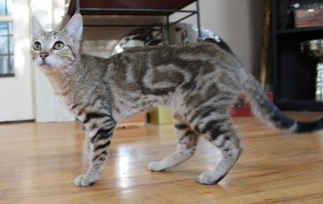 Сококе в домашних условиях