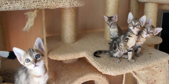 Котята сококе дома