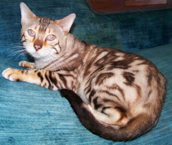 Глаза сококе