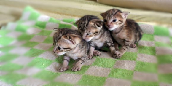 Котята сококе