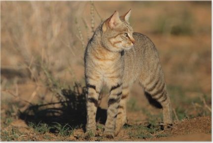 Степная кошка на охоте