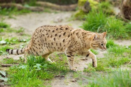 Азиатская степная кошка