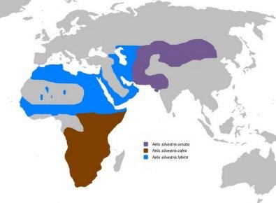 Ареал обитания степной кошки