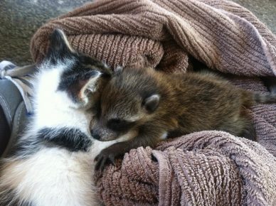 Енот с котёнком