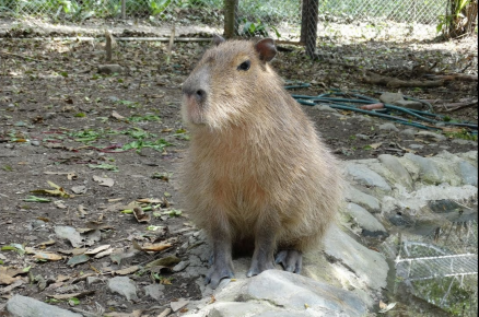Капибара в вольере