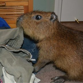 Капибара дома