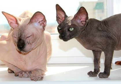 Канадские сфинксы