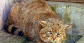 Гобийская кошка