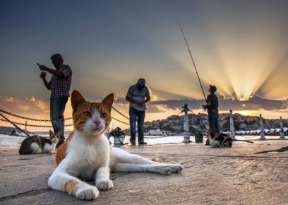 Восточная кошка