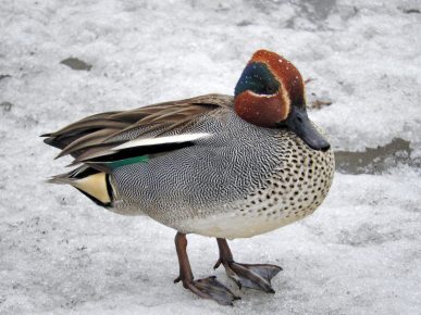 Сине-зеленая флейта