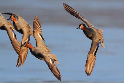 Тил Уистлерс в бегах