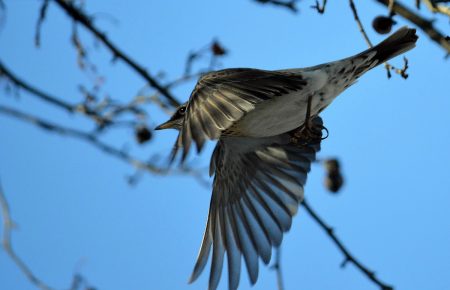 Дрозд-полевка