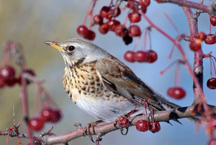 Истинная скорость поля