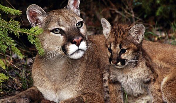 Фотография: “Детеныш пумы