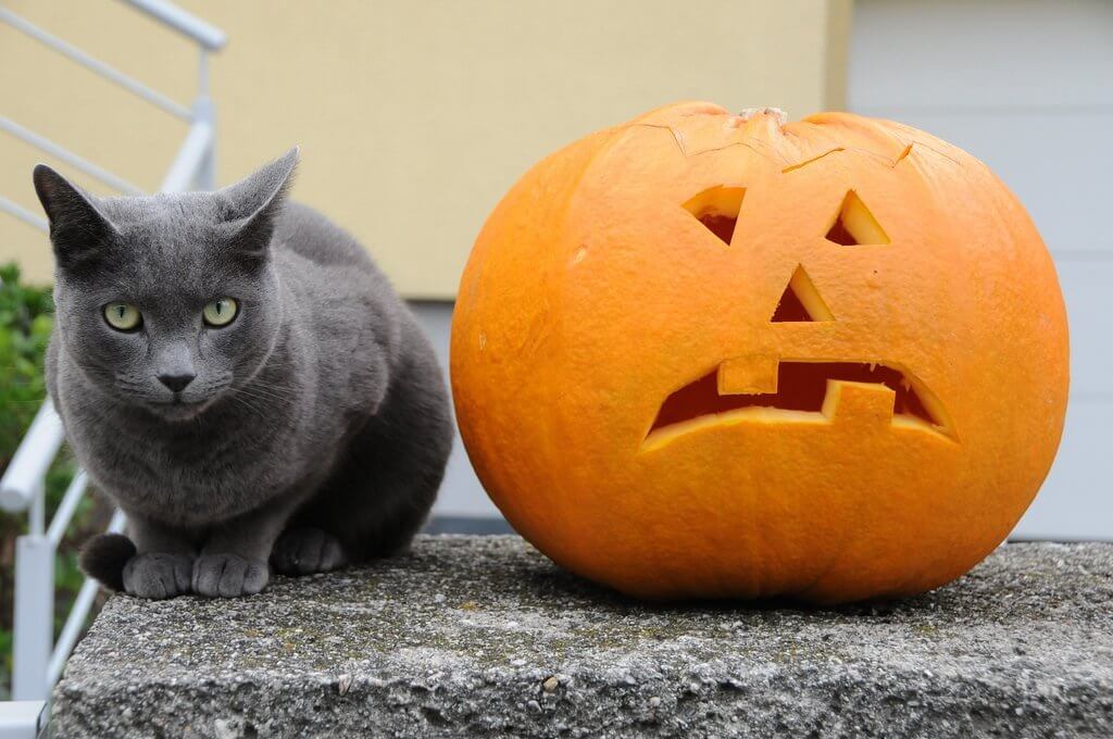 Русская голубая кошка: описание породы и характера