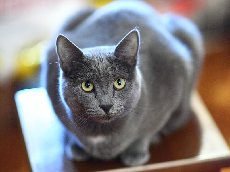 Русская голубая кошка: описание породы и характера