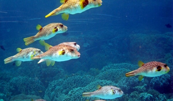 Фото: Рыба фугу