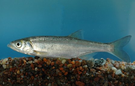 Красная книга Ставропольского края