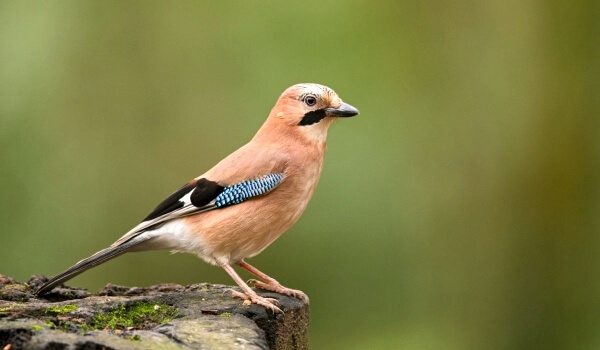 Фото: Птица сойка