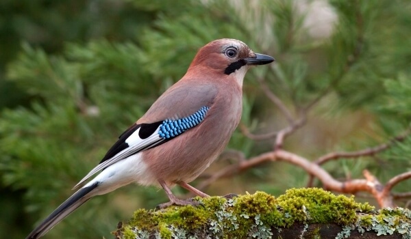 Фото: Птица России сойка