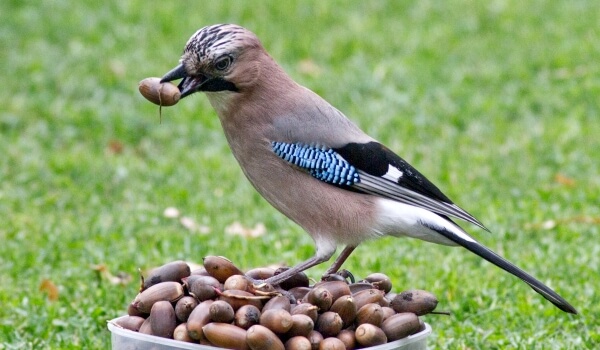 Фото: Птичье семейство соек
