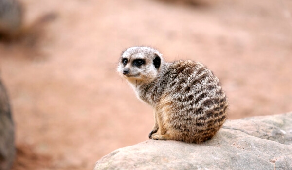 Фото: Живой сурикат