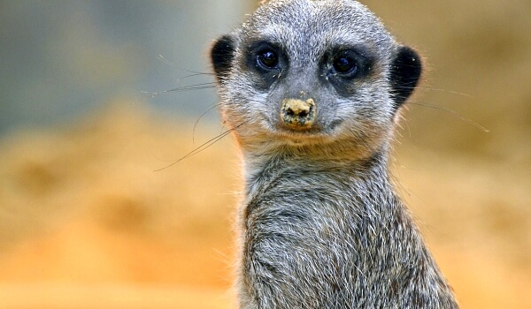 Фото: Сурикат