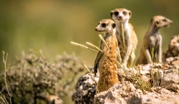 Фото: Сурикат Суслик