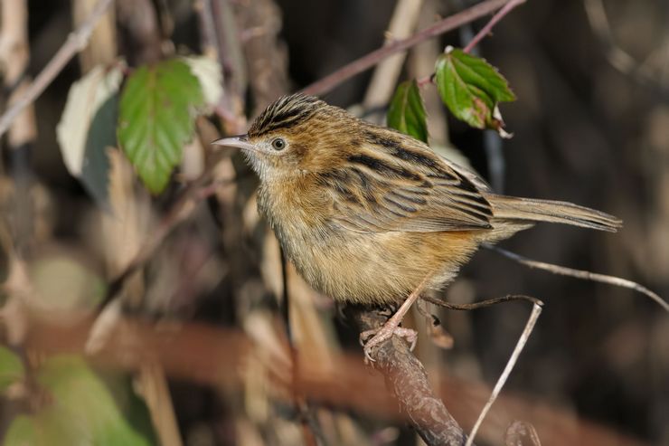 Веерохвостая цистикола