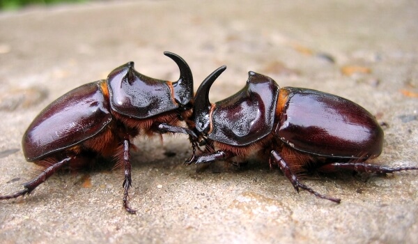 Фото: Жук-носорог