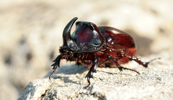 Фото: Жук-носорог из Красной книги